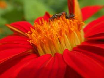 Close-up of honey bee on red flower