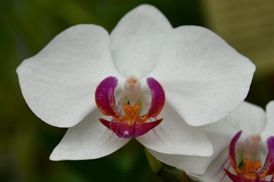 Close-up of orchid
