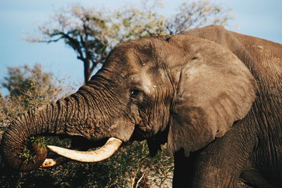 Close-up of elephant against sky