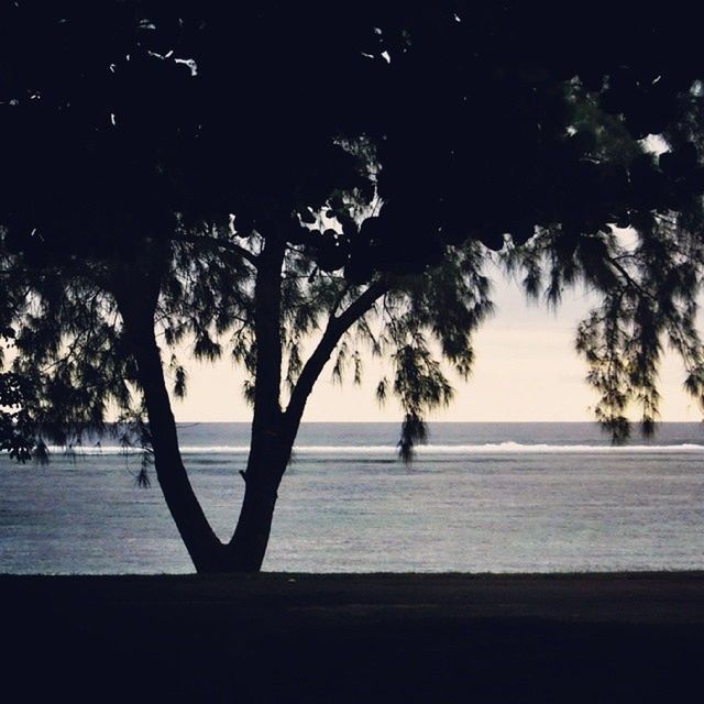 tree, water, tranquility, tranquil scene, scenics, sea, beauty in nature, nature, silhouette, growth, branch, tree trunk, lake, sky, idyllic, horizon over water, outdoors, sunlight, no people, calm