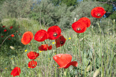 Close-up of red poppy flowers growing on field