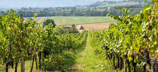 View of vineyard against clear sky