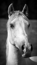 A portrait of a white horse looking at the camera