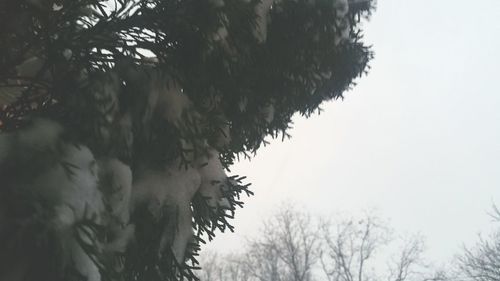 Bare trees against sky