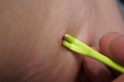 Close-up of insect on hand