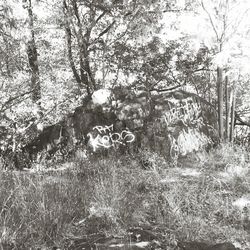 Bare trees in forest