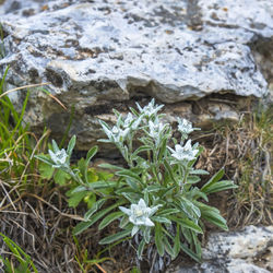 High angle view of plants growing on rocks