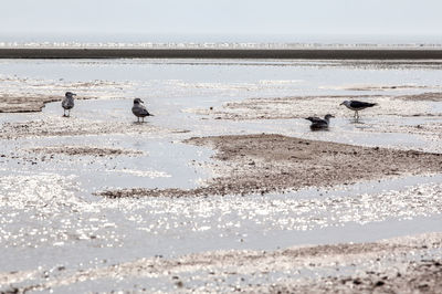 Birds on shore at beach