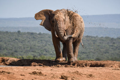 Elephant mudbathing while standing on land