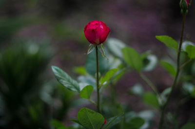 Close-up of pink flowering plant