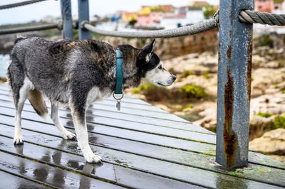 Dog standing in a fence