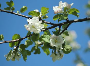 Low angle view of apple blossoms in spring