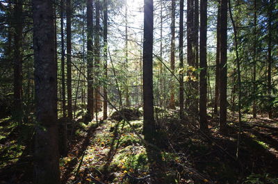 Sunlight streaming through trees in forest