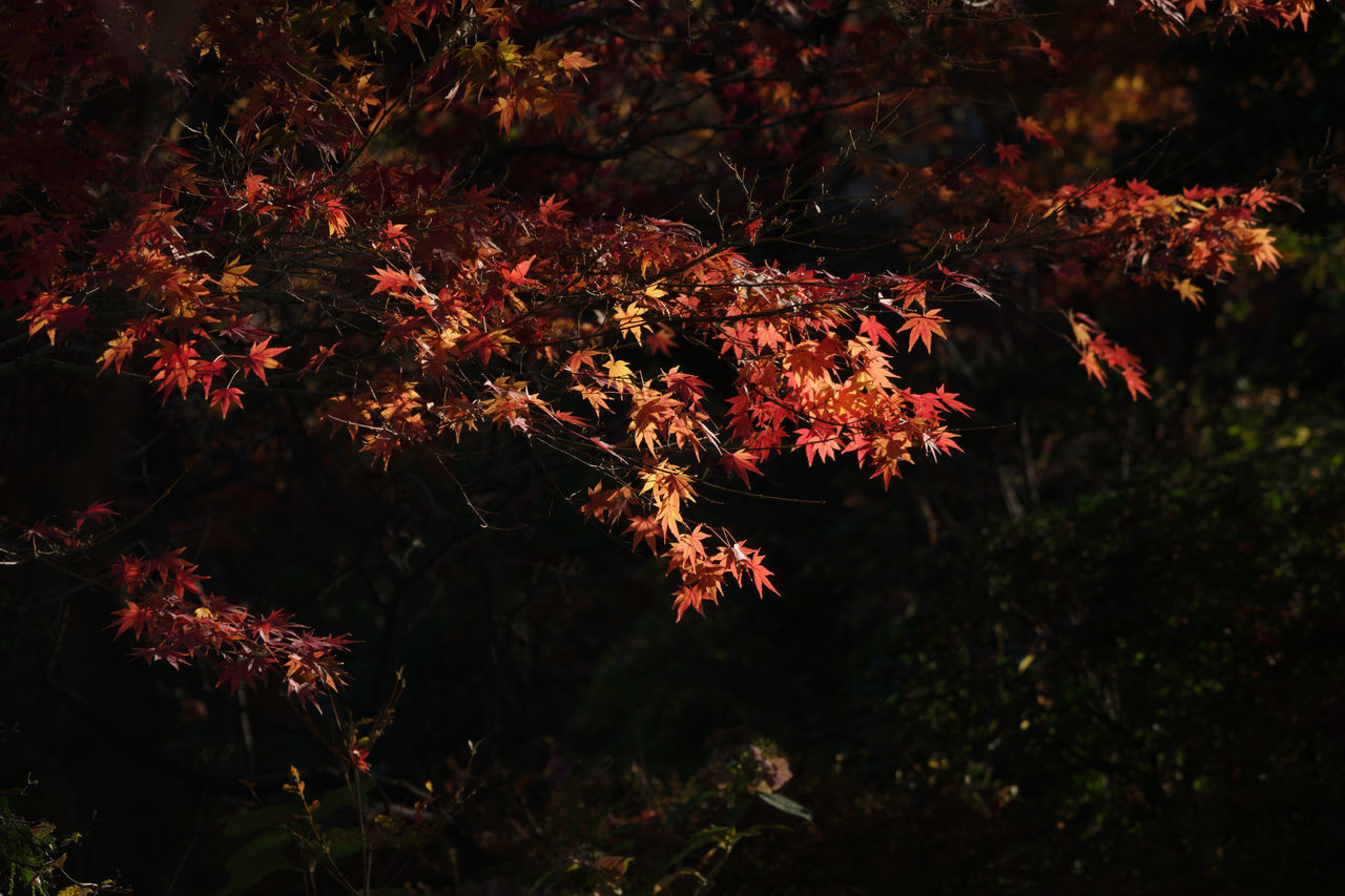 plant, leaf, tree, autumn, nature, beauty in nature, no people, night, darkness, outdoors, branch, growth, plant part, tranquility, red, land, light, maple, forest, flower