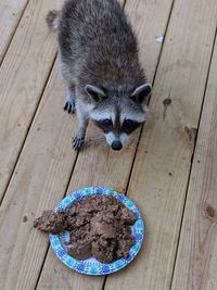 High angle view of a racoon eating food on table