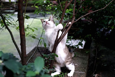 Cat sitting on a tree