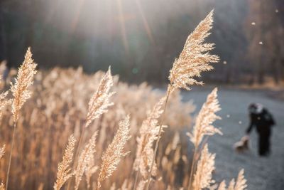 Close-up of wheat plants on field