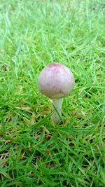 Close-up of mushroom on field