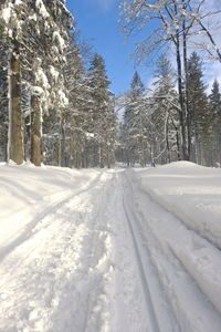 Snow covered land amidst trees against sky