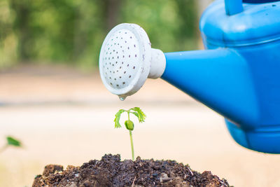 Water pouring on seedling