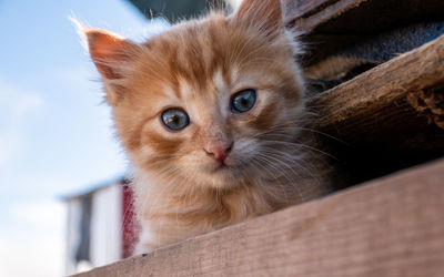 Close-up portrait of a stray kitten in a box