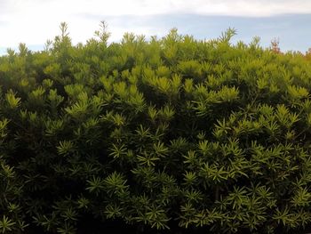 Close-up of fresh green plants on field against sky