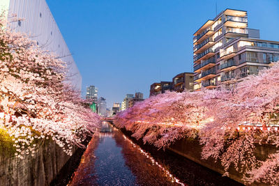 Canal amidst cherry blossoms in city at dusk