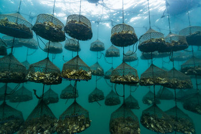 Oyster farm, ishikawa, notojima , japan