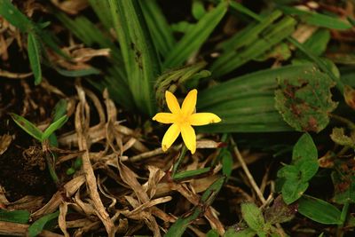 Close-up of yellow flower