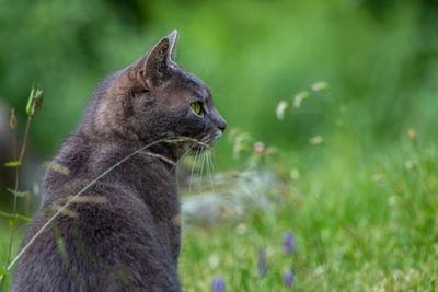 Close-up of a cat looking away