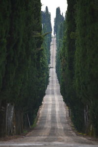 Road amidst trees in forest