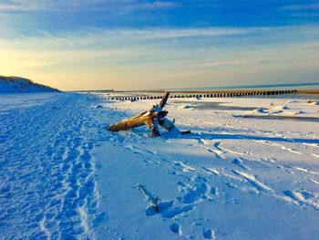 Driftwood on snow covered beach