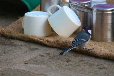 Close-up of bird eating food