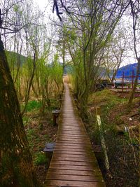 Empty boardwalk amidst trees in forest