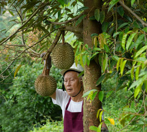 Man picking durian