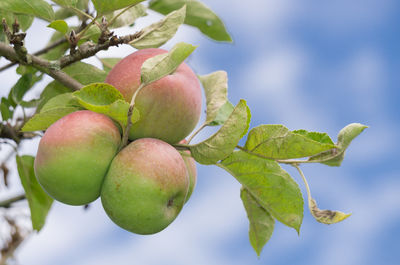 Close-up of apple growing on tree