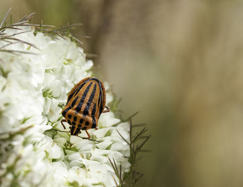 Close-up of butterfly pollinating on flower