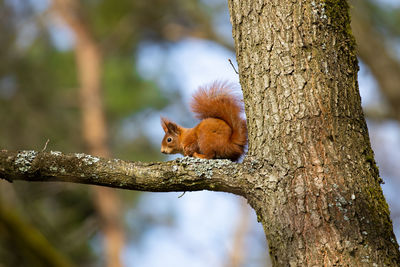 Squirrel on tree trunk