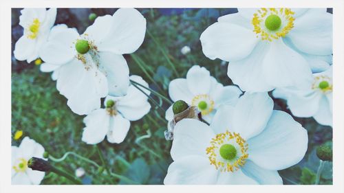 Close-up of white flowers