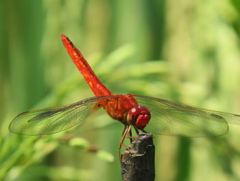 Close-up of dragonfly on plant