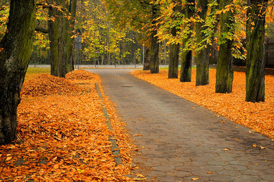 Footpath amidst trees during autumn