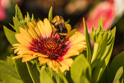 Close-up of bee pollinating on flower