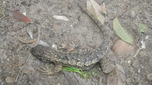 High angle view of lizard