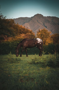 Horse standing on field by mountain against sky