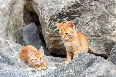 Two yellow kittens playing outside. two cat fight and play in stone