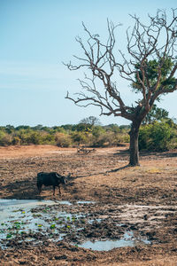 Horses grazing on field