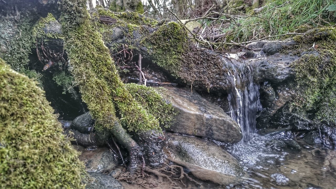 Roots water moss