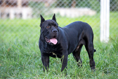 Black dog looking away on field