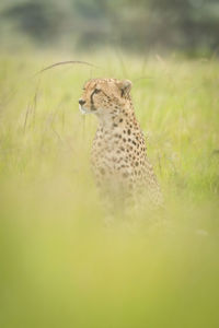 Cheetah sitting in blurred grass facing left