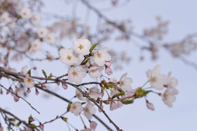Close-up of cherry blossom
